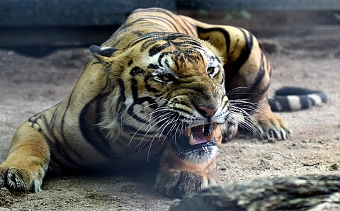 One of the tigers at the Nehru Zoological Park growls in Hyderabad on Saturday. (Photo  | Sri Loganathan Velmurugan)