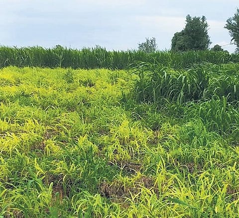 Techie quits job to become dairy farmer, earns double salary