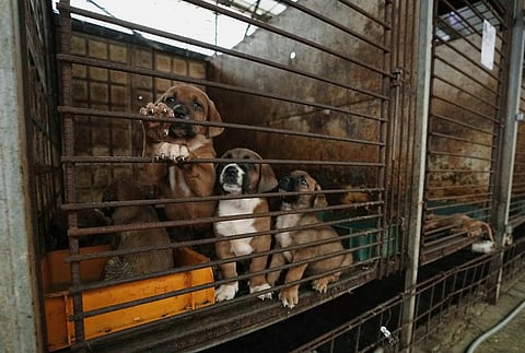 Dogs are seen in a cage at a dog farm in Pyeongtaek, South Korea (Photo | AP)