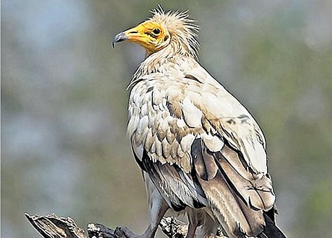 After 18 years, Uttarakhand to count rare vultures