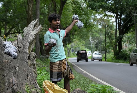 A man from a tribal community in Panapady colony near Muthanga in Wayanad, Kerala calls out to passersby to buy his forest-fresh jamuns. (Photo | E Gokul, EPS)