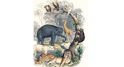 The number of critically endangered species in India has risen from 47 in 2011 to 73 in 2022.