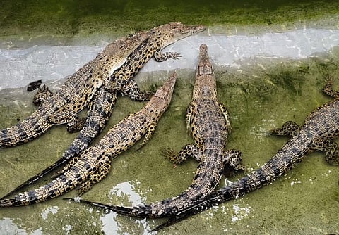 Baby saltwater crocodiles. (Photo | Wikimedia Commons)