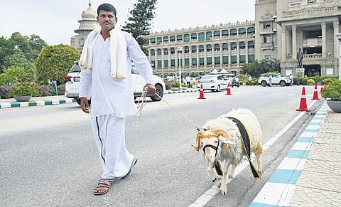 A supporter of Chief Minister Siddaramaiah gets a sheep to Vidhana Soudha ahead of the budget in Bengaluru on Friday | Nagaraja Gadekal