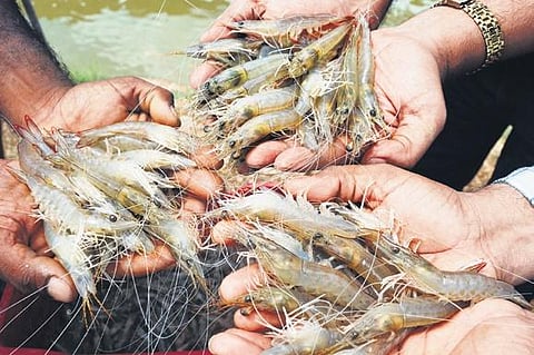 Indian white shrimp aka Indian prawn - P. indicus - which was selected as a national priority species under the Make in India flagship programme.