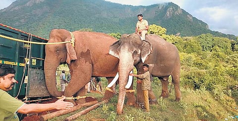 A four-member veterinarian team shot the sedative dart around 4.30 am on Monday when the animal was on a flat terrain | Express