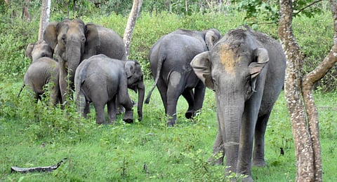 Bandipur Tiger Reserve has the highest number of elephants at 1,116 | KPN