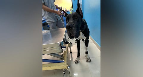 Great Dane Ravan is recovering at Charlie Animal Rescue centre