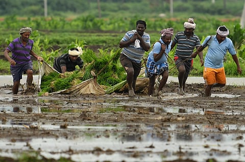 Representational Image: Farmers transport paddy saplings into the farm for plantation at the outskirts of Vijayawada. (Photo | Prasant Madugula)
