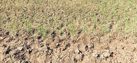 Parched farmland in Khambarigaon panchayat of Digapahandi block | Express