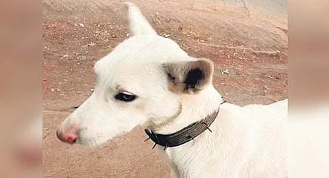 Dogs become easy prey for leopards when they cannot hunt deer | Express