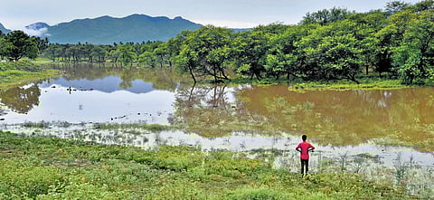 969 square km of Western Ghats may lose tree cover