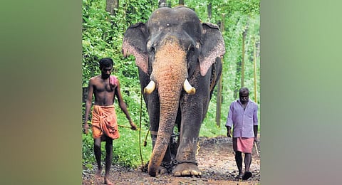Peelandi of Attappadi being worshipped by tribals. (Photo | Express)