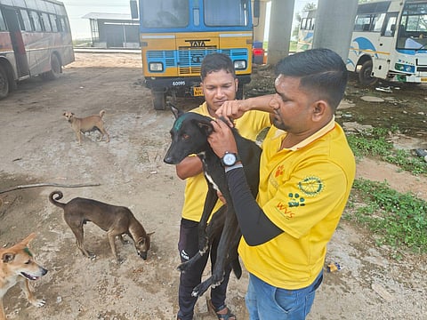 Dogs being vaccinated by the Goa government personnel. (Photo | Express)
