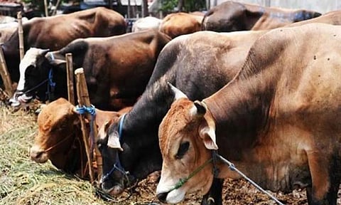 Cows (File | PTI)
