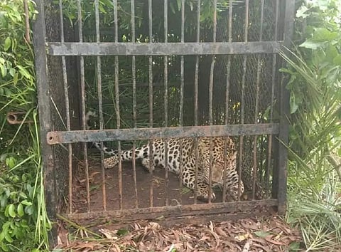A leopard caught in Tirumala (Express)