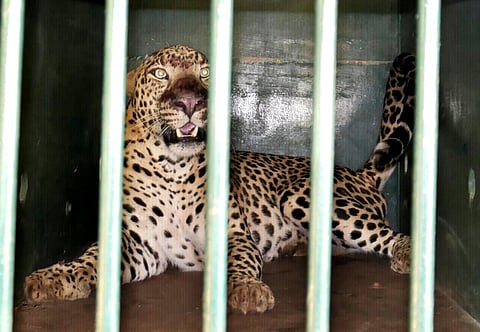 Trapped leopard at 7th mile on the path way to TirumalaWas shifted to SV Zoo park. (Photo | Madhav K)