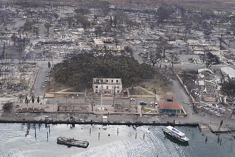 A banyan tree rises among the Wildfire wreckage, Thursday, Aug. 10, 2023, in Lahaina, Hawaii. (AP)