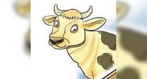 Karnataka: Three years after ban on cow slaughter in Karnataka, Bhatkal Tanzeem issues fatwa against illegal beef sale