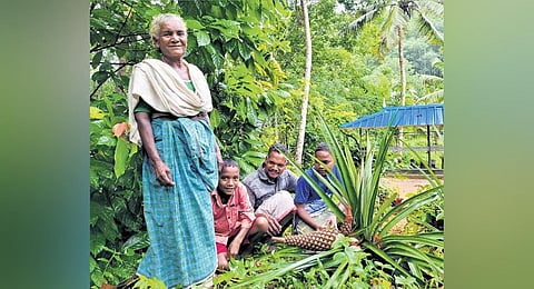 Parappi Amma of Vithura Manithooki ST colony in Thiruvananthapuram with ‘Makkal Valarthi’, a rare pineapple variety, in the hills close to reserve forests. (Photo | Express)