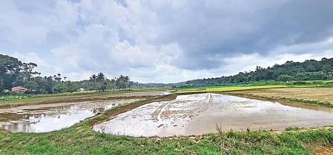 An uncultivated farmland in Madikeri taluk due to a deficit in rainfall