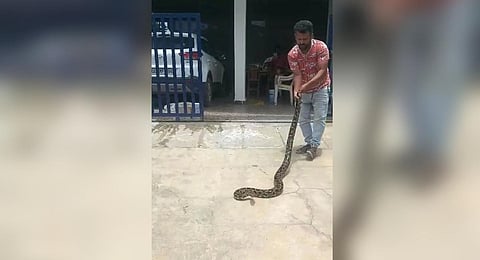 The Indian rock python that was rescued from a house in Banashankari 6th Stage on Wednesday