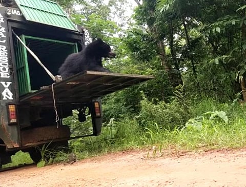 Forest officials trap wild bear, which ventured into Srisaila Sukharam, in the early hours of Friday. (Photo | Express)