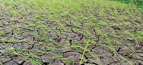 Cracked paddy field in Umerkote