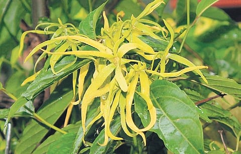 Aromatherapy for meditation