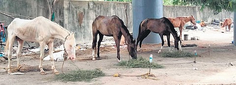 Horses tied on the roadsides in the open sun | special arrangement