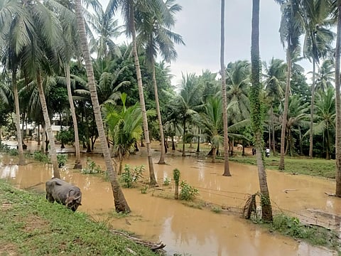Flood water stagnation in horticulture crops. (Photo | Express)