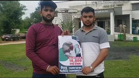 A poster of the 'Missing parrot'. (Photo | Special Arrangement)