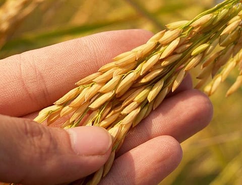 Representational image (Pexels)