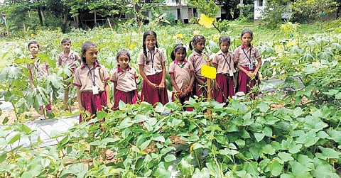 The students of GMLPS, Ashtamichira, in their vegetable garden