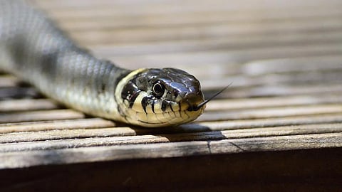 A snake used for representational purposes only