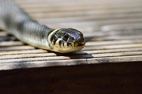 Four drive 80km, unaware of king cobra below car boot  
