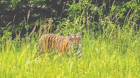 Representational image: Tiger behind a bush at Bandipur Tiger Reserve. 