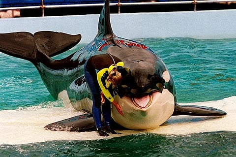 FILE - Trainer Marcia Hinton pets Lolita, a captive orca whale, during a performance at the Miami Seaquarium in Miami, March 9, 1995.  (Photo | AP)