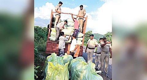 During checking, police stopped the ganja-laden mini truck on National Highway-326 between Madhuramba and Luhagudi Kamalpur Chowk.