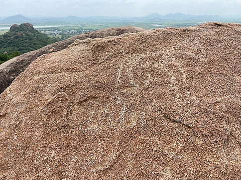 The rock bruising of a bull appears dull because of exposure to sun and rain. (Photo | Express)