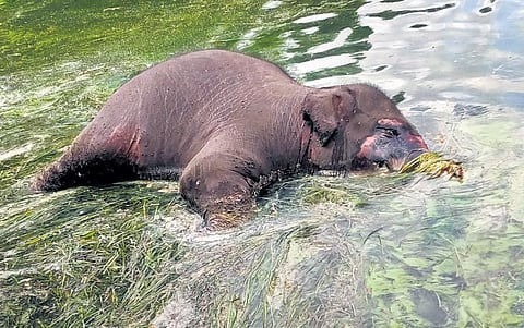 According to sources, the calf, while descending from a hill, encountered stones, causing it to lose its footing and fall into Mordhana dam | express