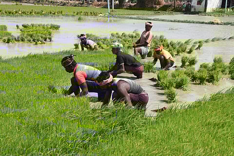 Paddy sowing areas increased despite lean monsoon across country