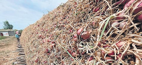 The crop is usually cultivated over around 5,000 ha in Tiruchy district | Express