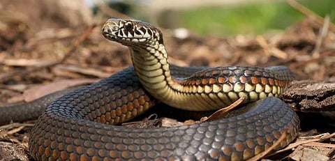 Beware! There may be a snake inside your helmet