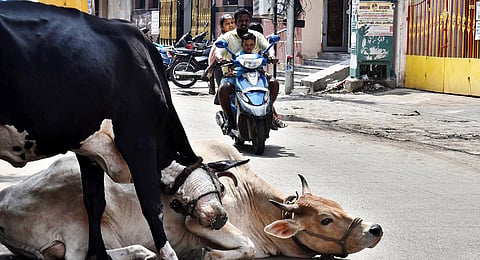 Stray cattle roaming on the streets of Triplicane, on Tuesday in Chennai (Photo | P Jawahar, EPS)