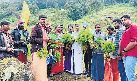 Tribal farmers with the harvested vegetables along with the Haritha Reshmi team in Vattavada. (Photo | Express)