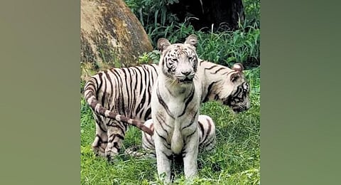 The tiger cubs Avni and Vyom celebrated their first birthday on Saturday. (Photo | Express)
