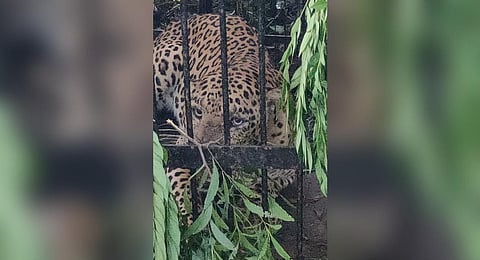 The fourth leopard was caught around 3:30 am when it walked into the cage to prey upon its bait, a dog.