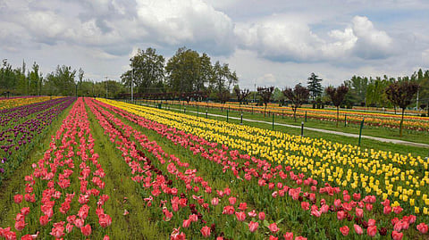 Srinagar tulip garden 
