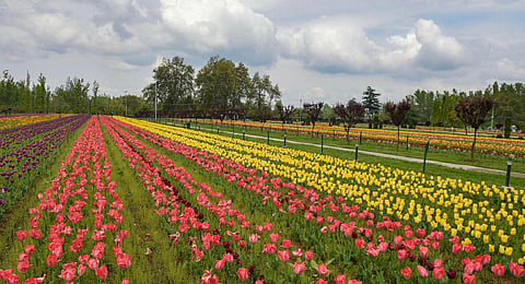 FILE - An image of the tulip garden in Srinagar, used for representational purposes only. (Photo | PTI)